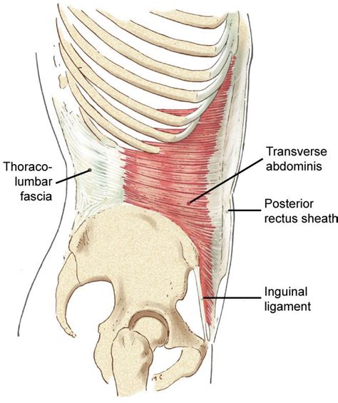 Spinal Stabilization part 2