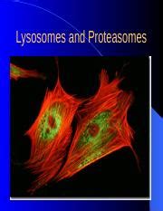 Exploring Lysosomes, Autophagy, and Human Diseases | Course Hero
