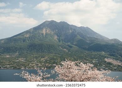 Kagoshima Cherry Blossoms Photos, Images and Pictures