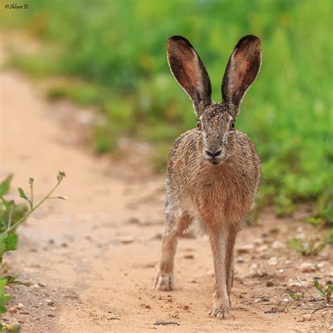 Cape hare | Lepus capensis / Cape hare | Dave 5533 | Flickr