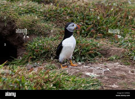 An Atlantic Puffin leaving its burrow Stock Photo - Alamy