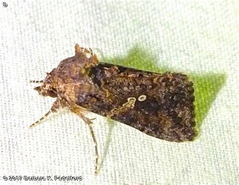 Cabbage Looper Moth - Fontenelle Forest Nature Search : Fontenelle Forest Nature Search