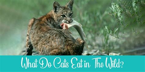 What Do Cats Eat in The Wild? It's Shocking! | Raise a Cat