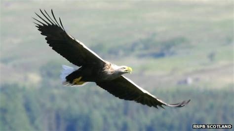 Scottish Wildlife Tourism Call To Businesses – WILDLIFE NEWS and ART