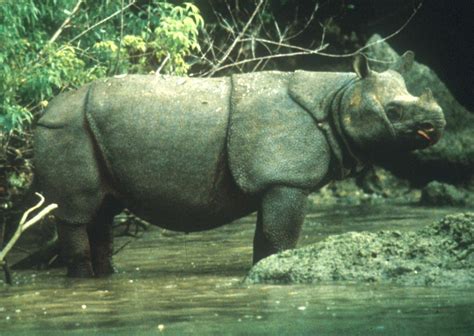 The Five Rhino Species - Baby Rhino Rescue