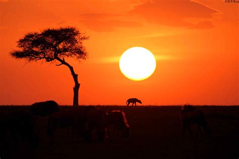 African Sunset by Narasimha reddy Mali / 500px | African sunset, Maasai mara national reserve ...