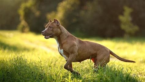 American Pit Bull Terrier Dog Breed Profile – Top Dog Tips