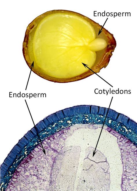 Seeds, Endosperm