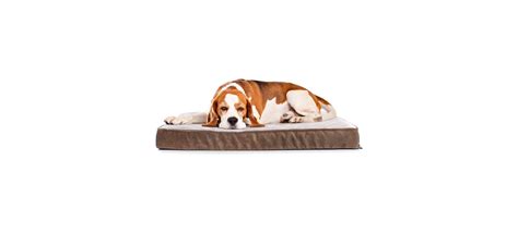 Best Dog Beds of 2022 | Best Dog Bed Reviews & Buying Guide