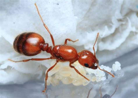 Solenopsis geminata | Malaysian Formicidae Wiki | Fandom