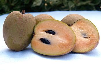 Sapote - CooksInfo