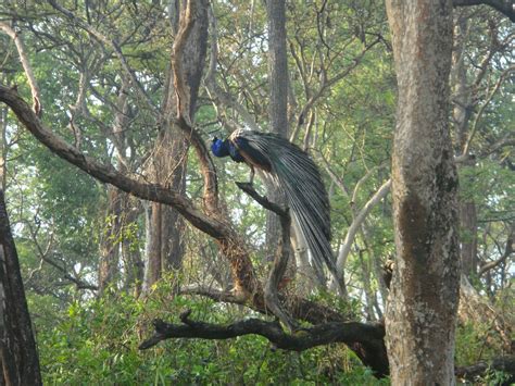 TOUR CORNER: WAYANAD Wildlife Sanctuary