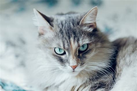 Siberian Cat — Full Profile, History, and Care