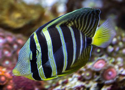 The Pacific Sailfin Tang: A Hardy, Bold Species Demanding Spacious Accommodations