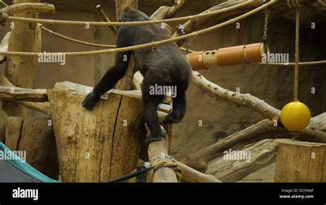 Baby gorilla in the zoo Stock Photo - Alamy