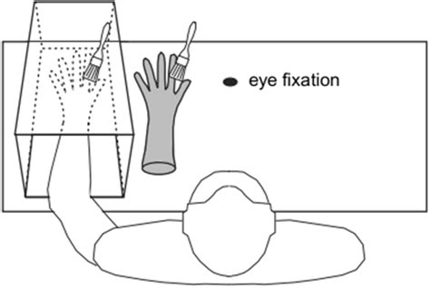 Example of the Procedure Used to Induce the Rubber Hand Illusion (used ...