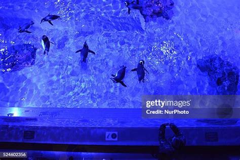 23 Tokyo Skytree Aquarium Stock Photos, High-Res Pictures, and Images ...