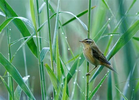 Aquatic Warbler | Bird Identification Guide | Bird Spot