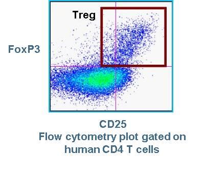 Regulatory T Cells (Tregs) | British Society for Immunology