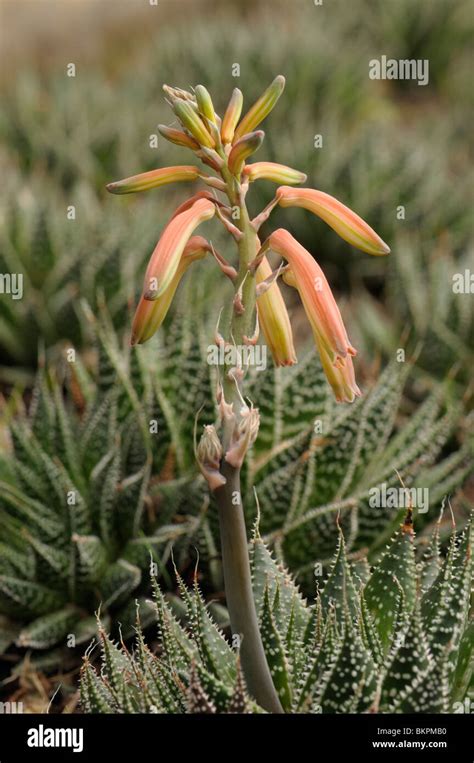 flower of lace aloe Stock Photo - Alamy