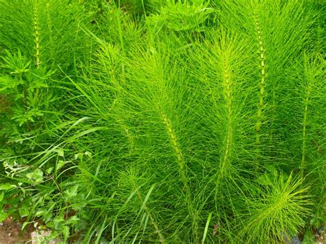 Prêle Equisetum Arvense Tisane séchée en vrac biologique | Etsy