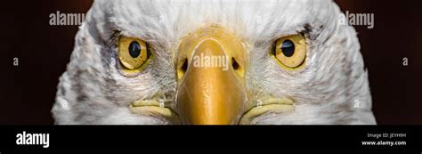 Bald Eagle Eyes Stock Photo - Alamy