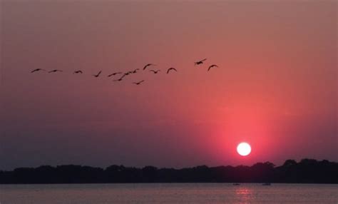 Geese Over Lake Monona Near Sunset – Madison, Wisconsin – My Wisconsin Space