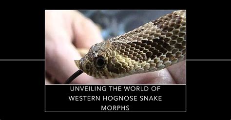 Western Hognose Snake Morphs