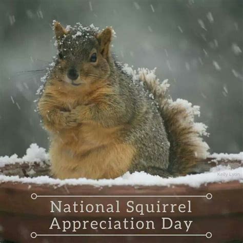 National Squirrel Appreciation Day is January 21. | Squirrel appreciation day, Squirrel funny ...