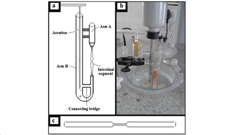 Everted gut sac apparatus a U-shaped apparatus, b Assembly, c Glass rod | Download Scientific ...