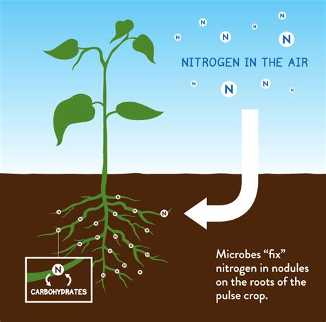 Nitrogen – microbial mineralization & fixation