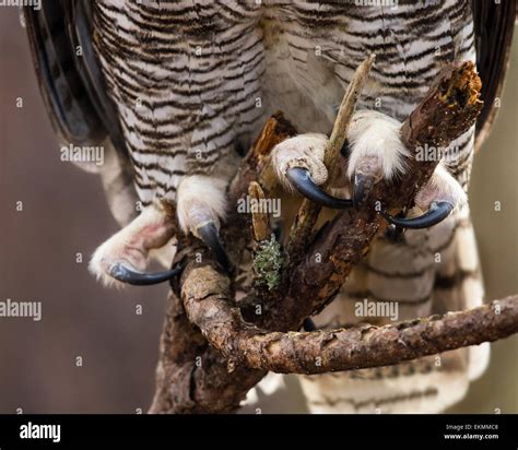 Great Horned Owl Talons