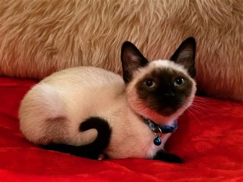 Beauty of a mixed siamese kitten | Kitten, Siamese kittens, Animals