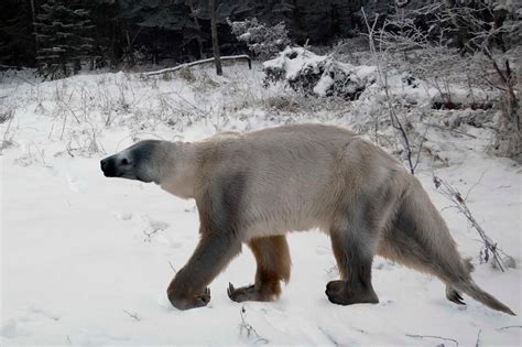 Shasta ground sloth (Nothrotheriops shastensis) — The Extinctions