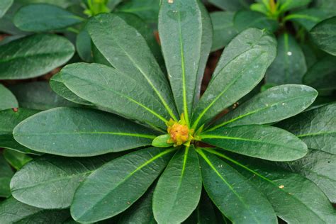 Euphorbia amygdaloides var. robbiae – Ballyrobert Gardens