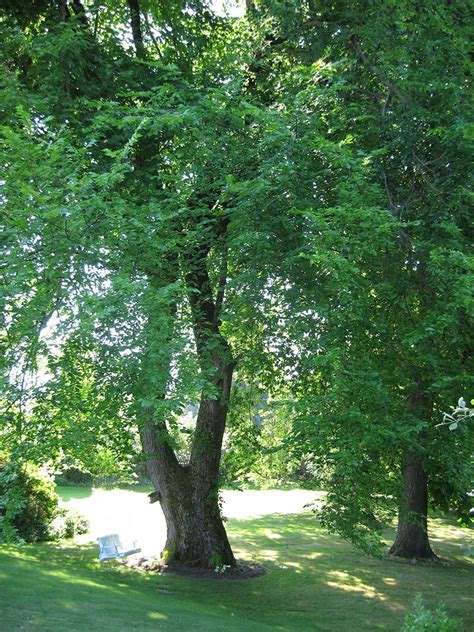 In the Garden: Cut the heat with shade trees - Tri-City News