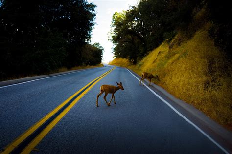 How to Avoid Deer Car Accidents | Scott Goodwin Law