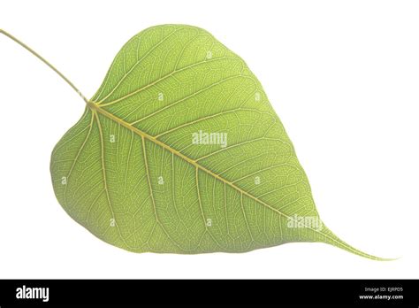 Images Of Banyan Tree Leaves