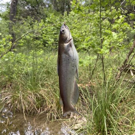 Freshwater Fish Species in Colorado (ID + Pictures) - Pond Informer