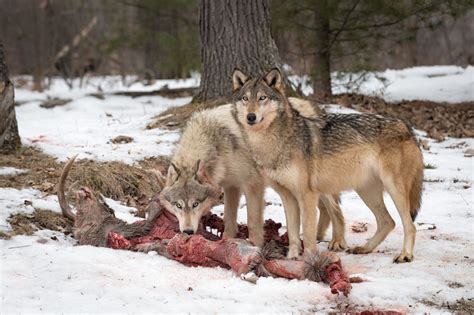 Wolf vs. Coyote | Outdoor Life