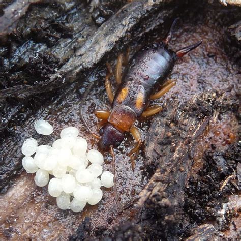 Healthy Food Delivery : Understanding an Earwig’s Life Cycle and Home Infestations