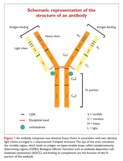 Monoclonal Antibodies - Magic bullets or a shot in the dark - Drug Discovery World (DDW)