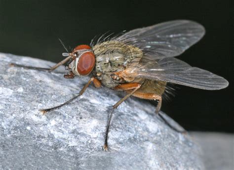 Diptera.info - Discussion Forum: Muscidae > Phaonia sp.?