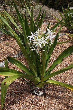 Crinum pedunculatum - The Swamp Lily | Nurseries Online