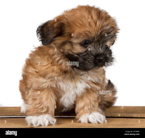 a cute brown fluffy puppy, sitting on a plank and looking down ...