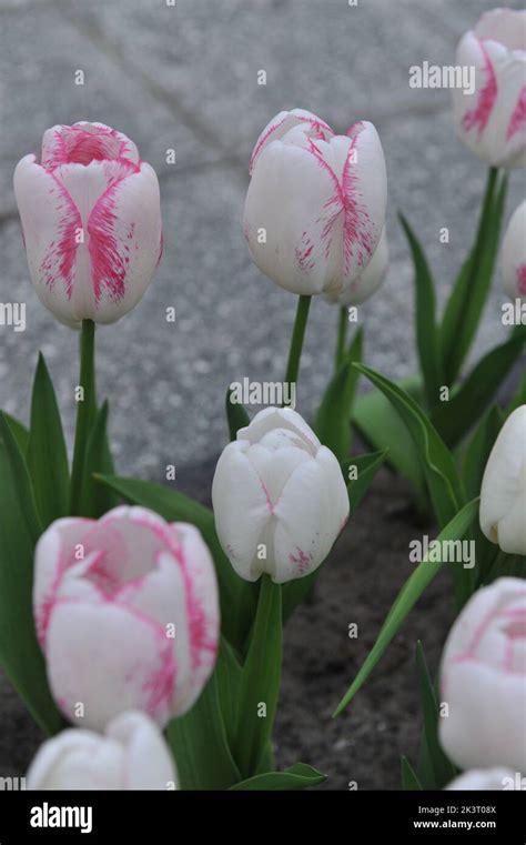 White and pink Triumph tulips (Tulipa) Salvo bloom in a garden in March ...