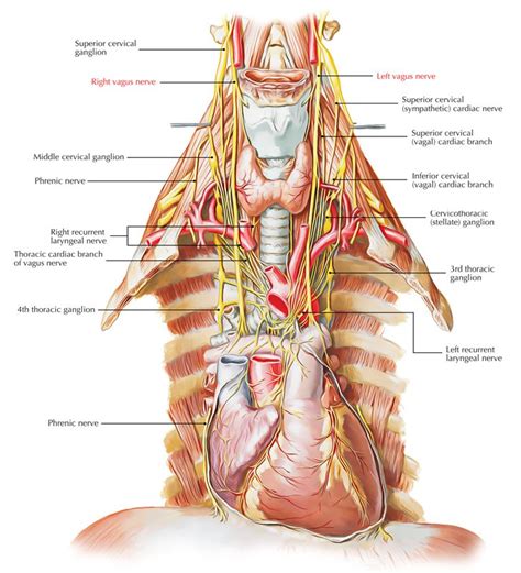 Image result for vagus nerve | Vagus nerve, Cranial nerves, Nerve anatomy