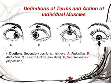 Motor physiology of the eye