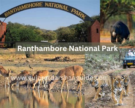 Ranthambore National Park Timings, Ticket Prices, History, Best Time To ...