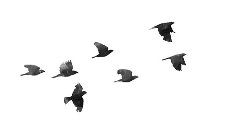 Bird flight Bird flight Clip art - Birds PNG Transparent Picture png download - 1600*900 - Free ...